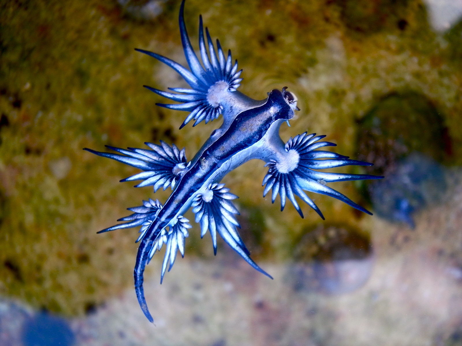Le dragon bleu : un nudibranche aux méthodes de reproduction étonnantes
