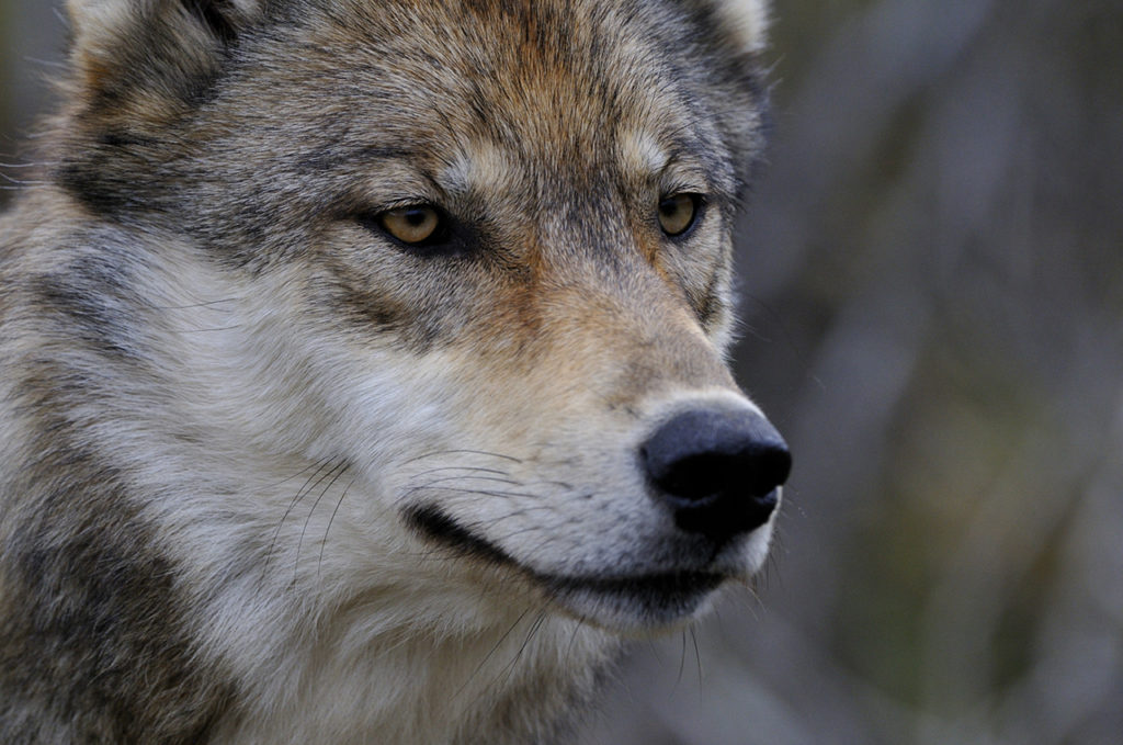 Portrait d'un loup