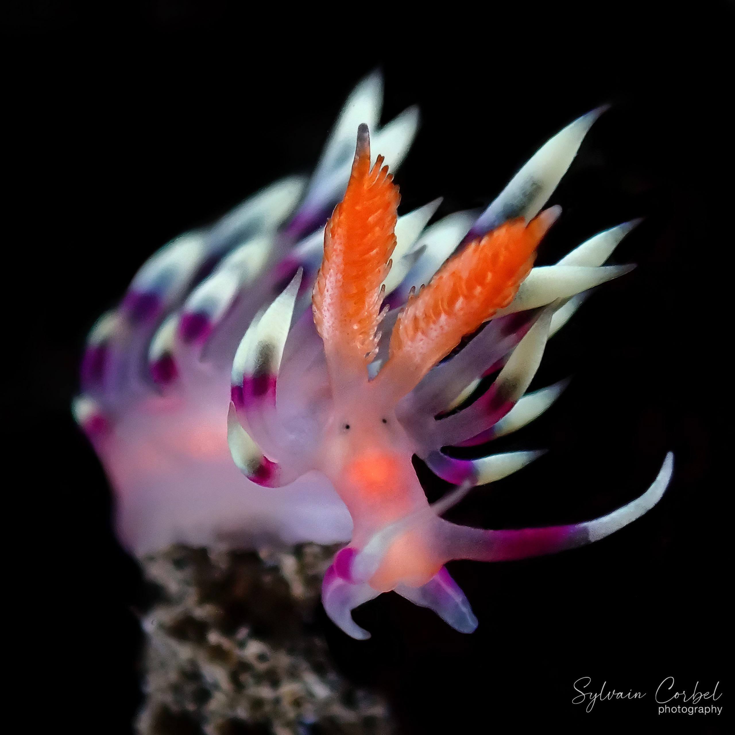 10 infos étonnantes sur les nudibranches