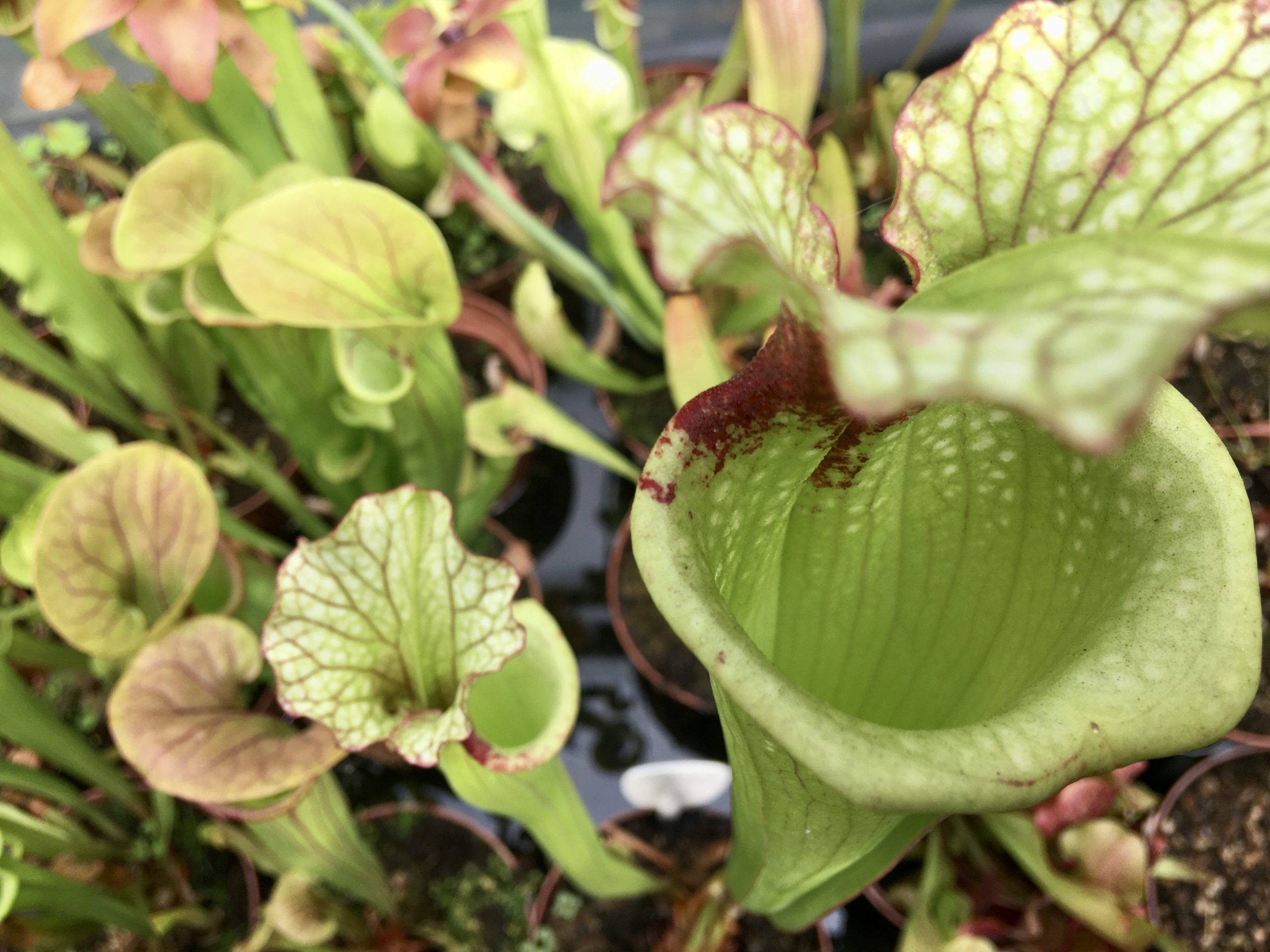Plantes carnivores 7/7: Sarracenias : le piège en cornet des belles piégeuses !