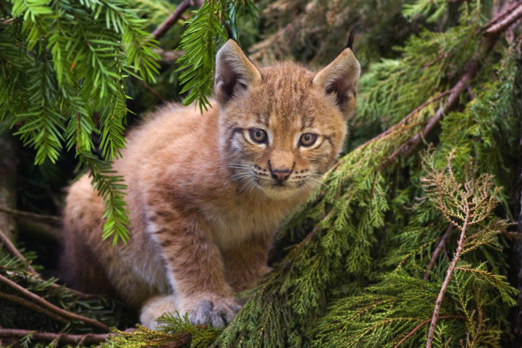 Jeune lynx