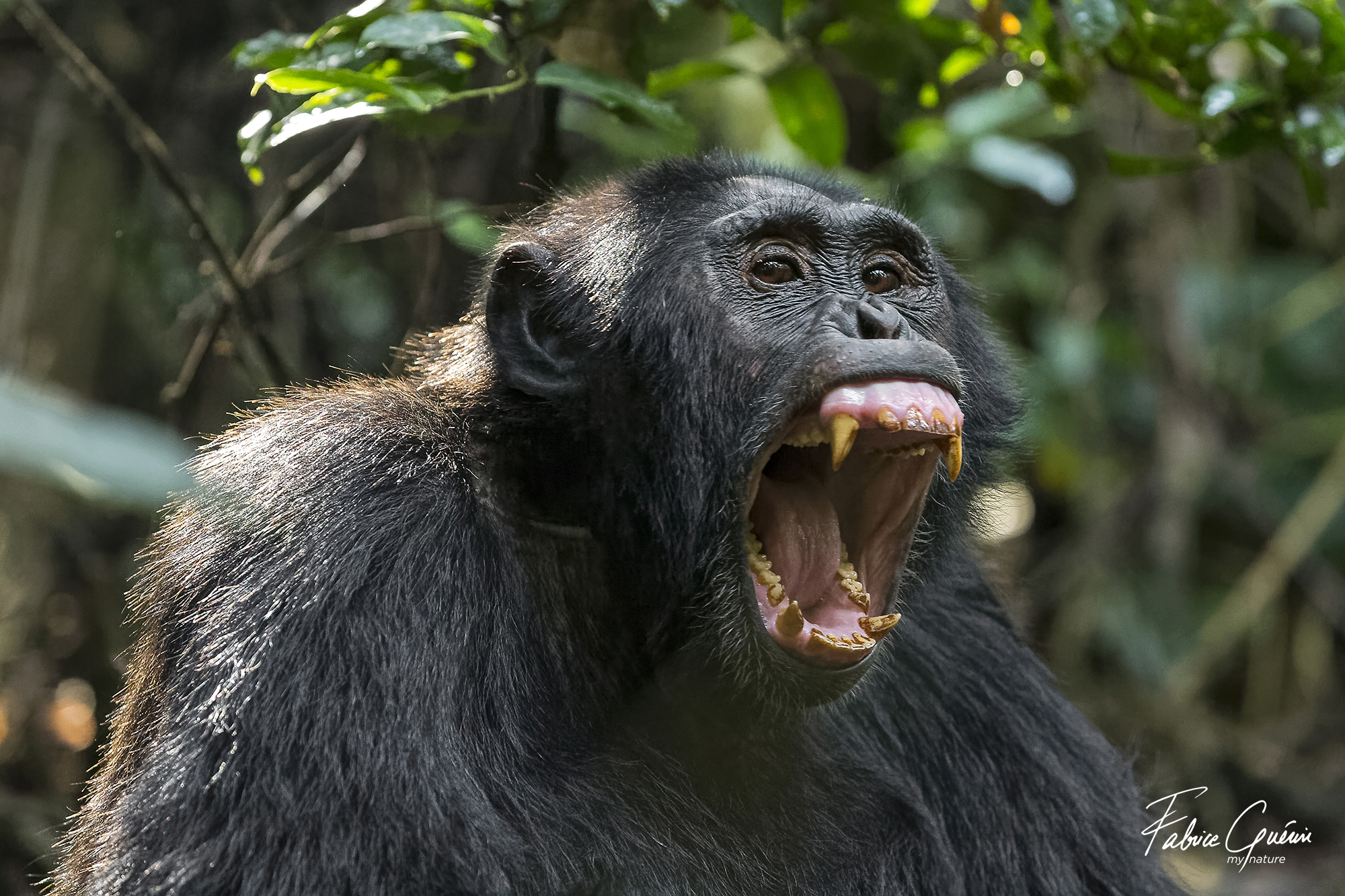 Attaques meurtrières de chimpanzés contre des gorilles !