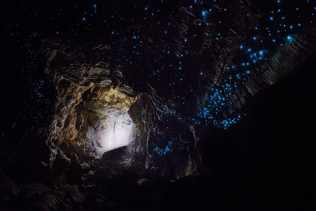 10 infos étonnantes sur les vers luisants de Waitomo: une galaxie souterraine!