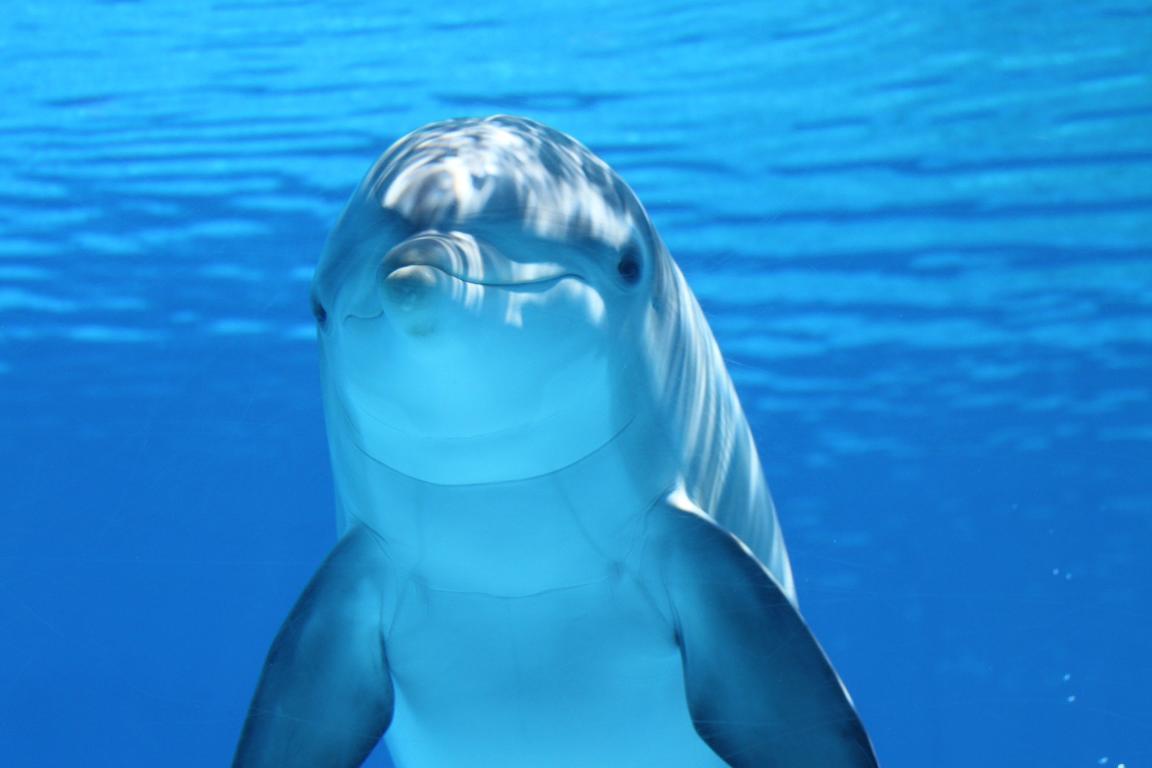 Les dauphins, surtout mâles, ne sont pas toujours des choupis…