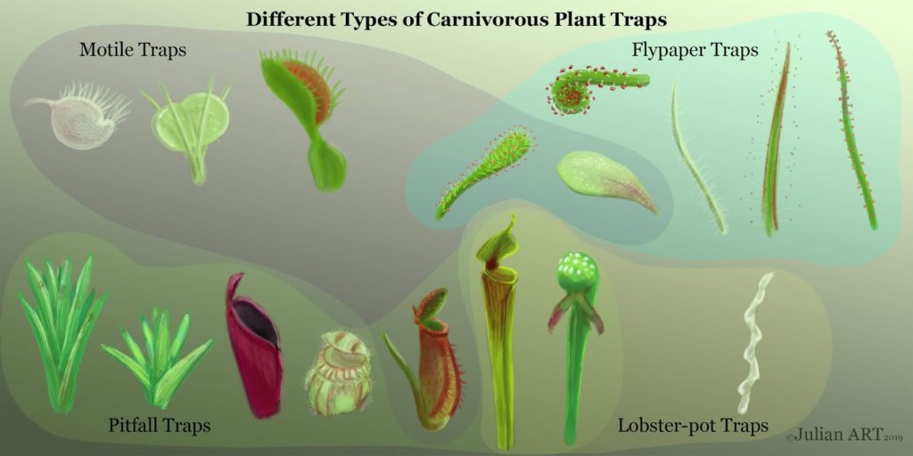 Comment fonctionnent les plantes carnivores?