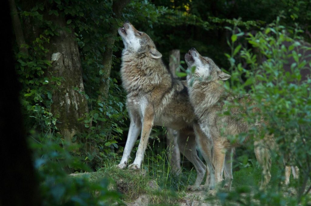 Deux loups photographiés par Morgane Bricard