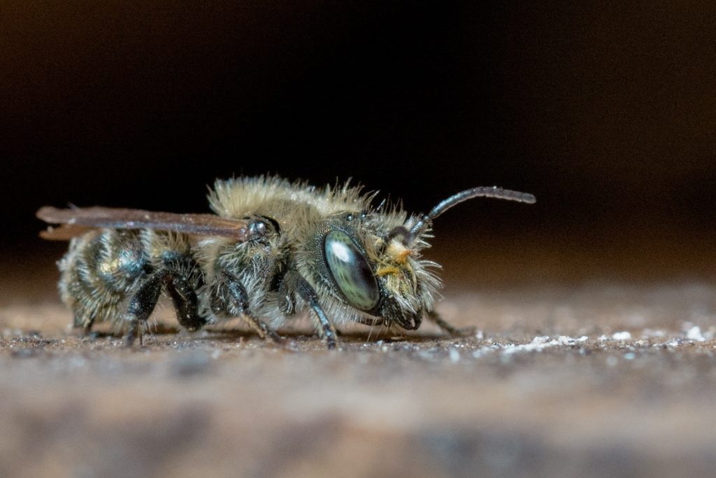 abeille sauvage, osmie