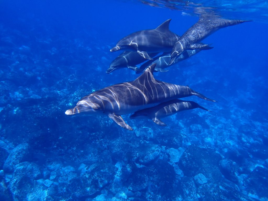 Photo sous marine de dauphins