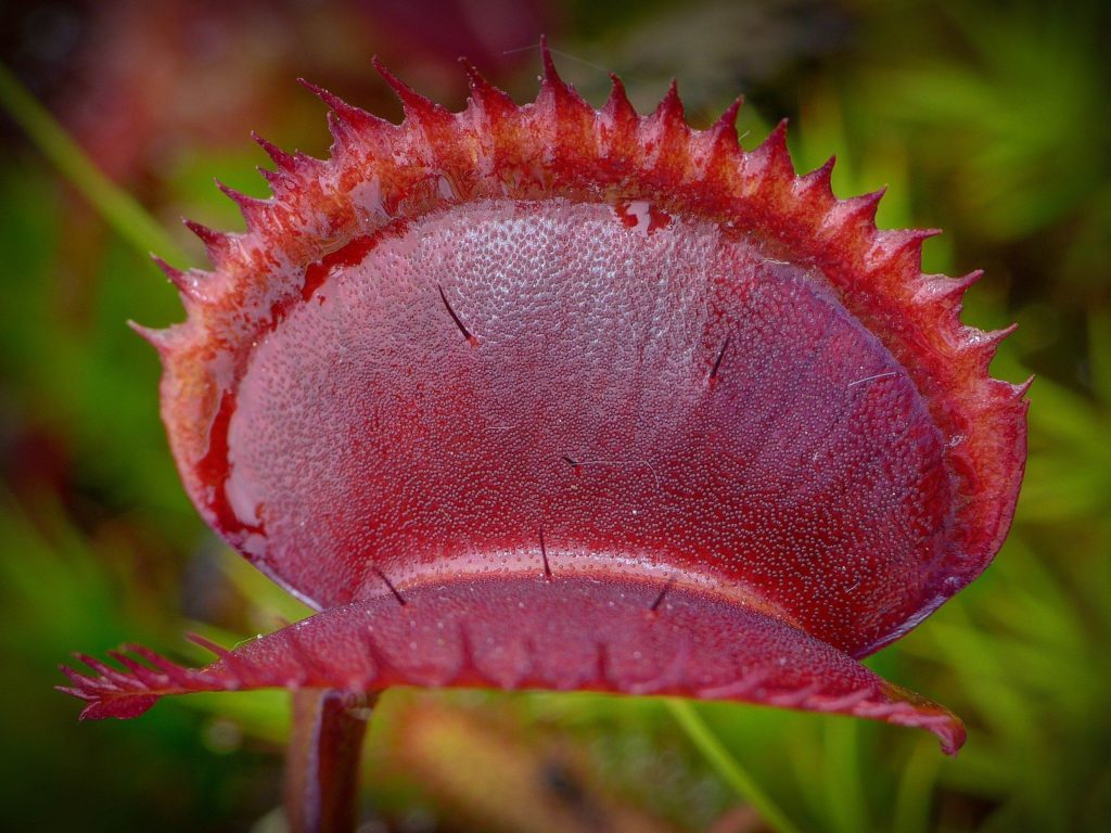 Photographie de dionée, une plante carnivore.