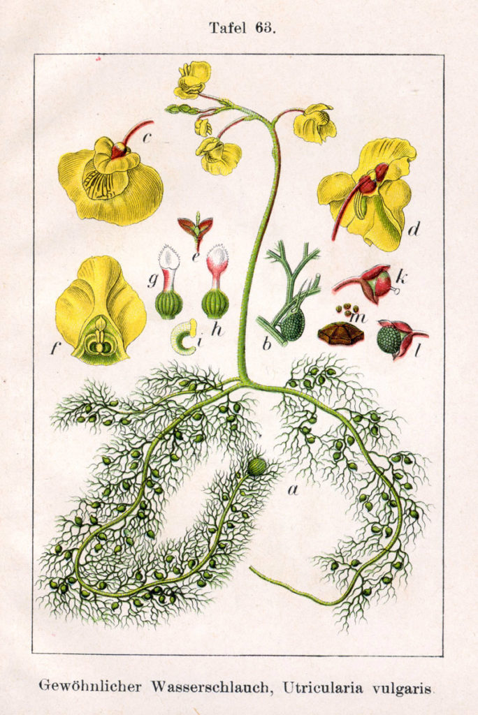 illustration représentant les utricularia, des plantes carnivores.