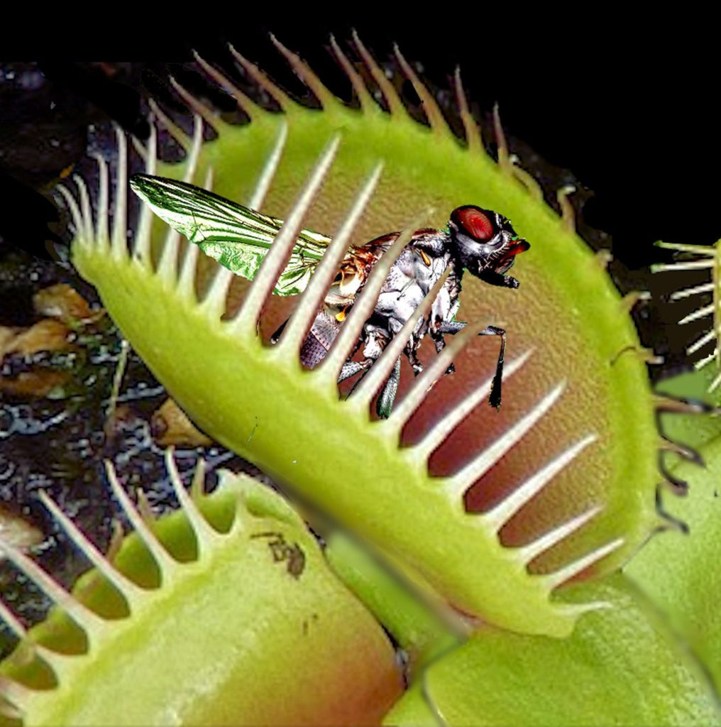 Cephalotus, plante carnivore surprenante - Les Dents de la Terre