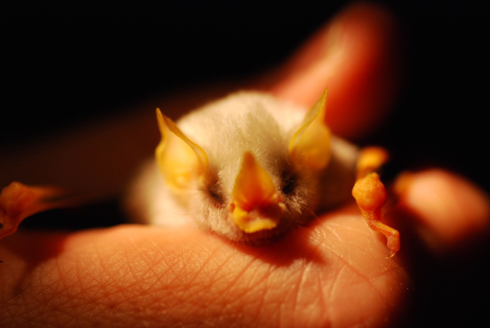 Маленькая белая летучая мышка с желтой мордой