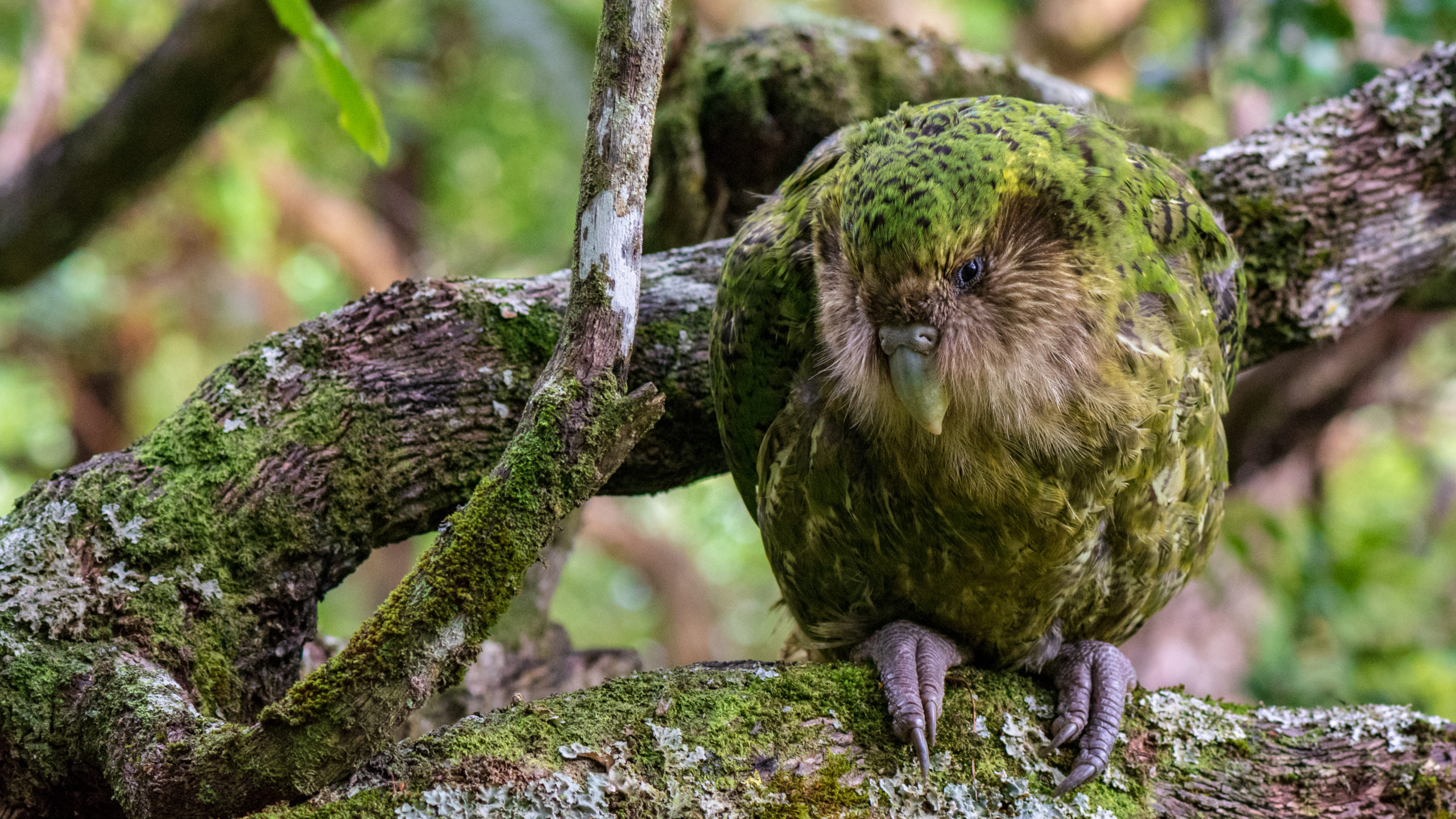 #43 – Le Kakapo