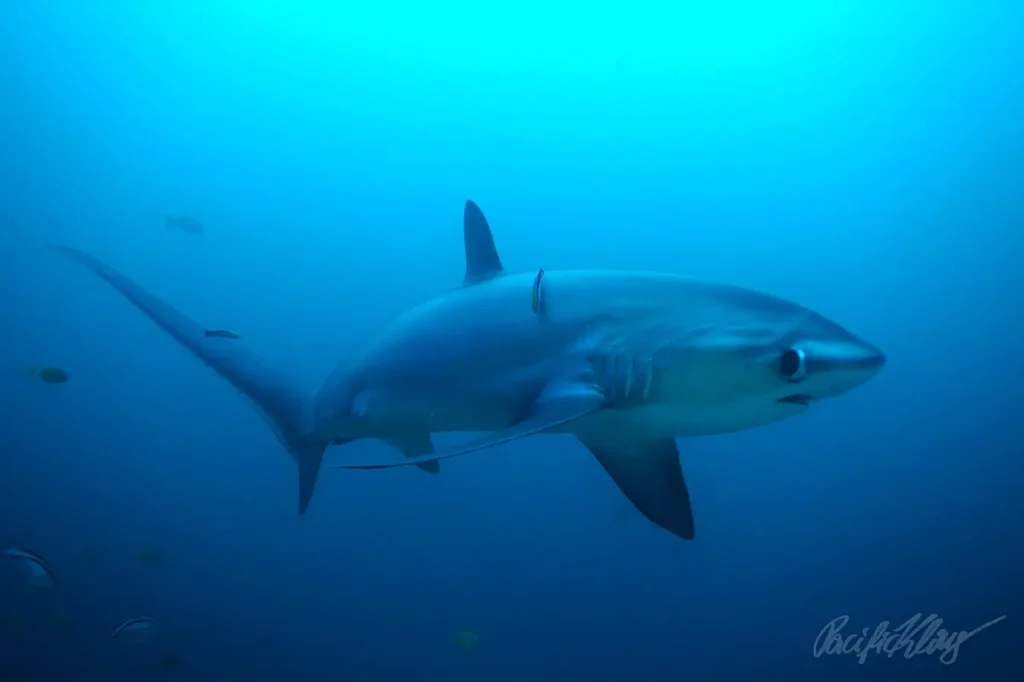 Requin renard dans la mer