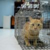 Un chat en cage
