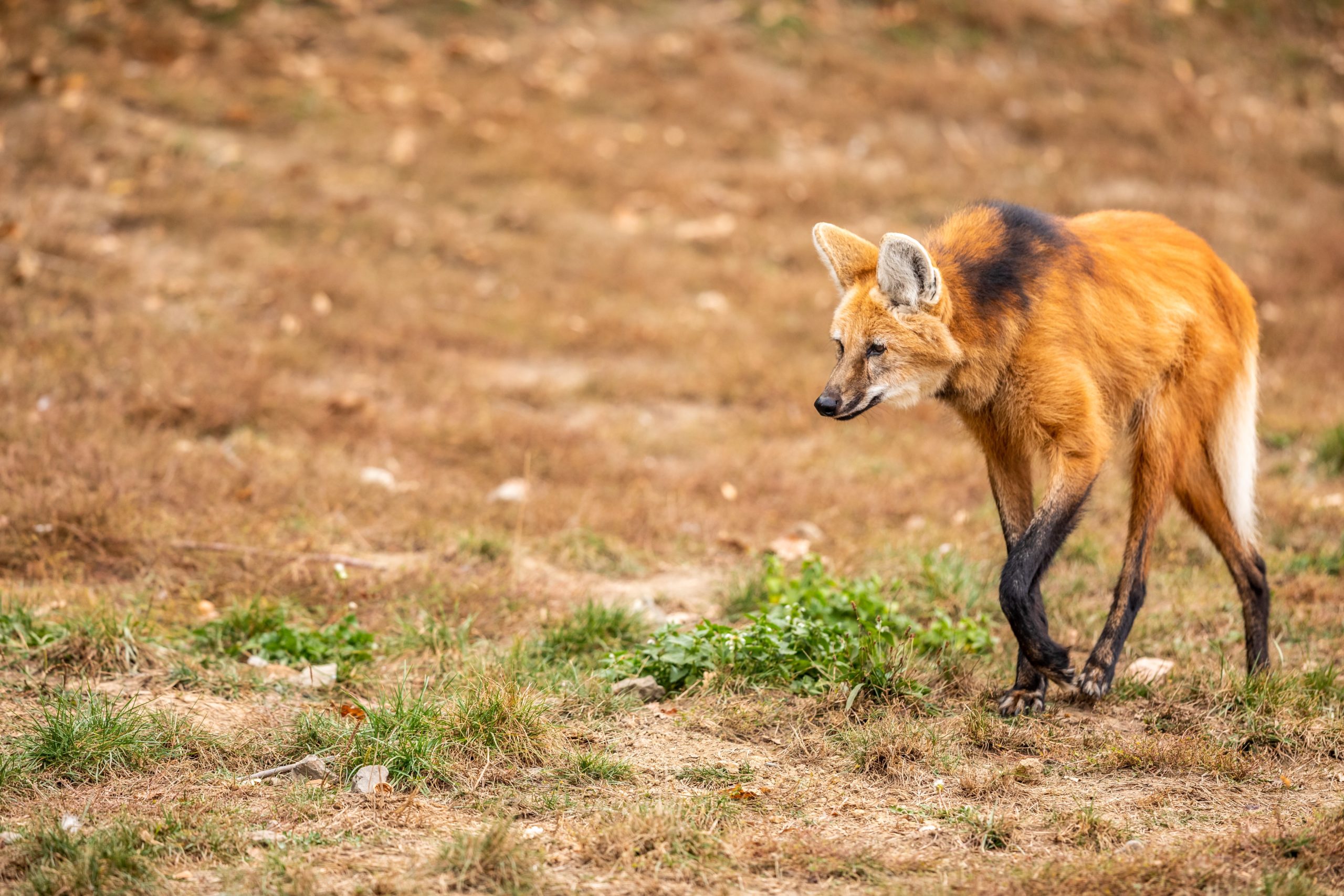 Canidés du monde: Loup à crinière, un solitaire monté sur échasses