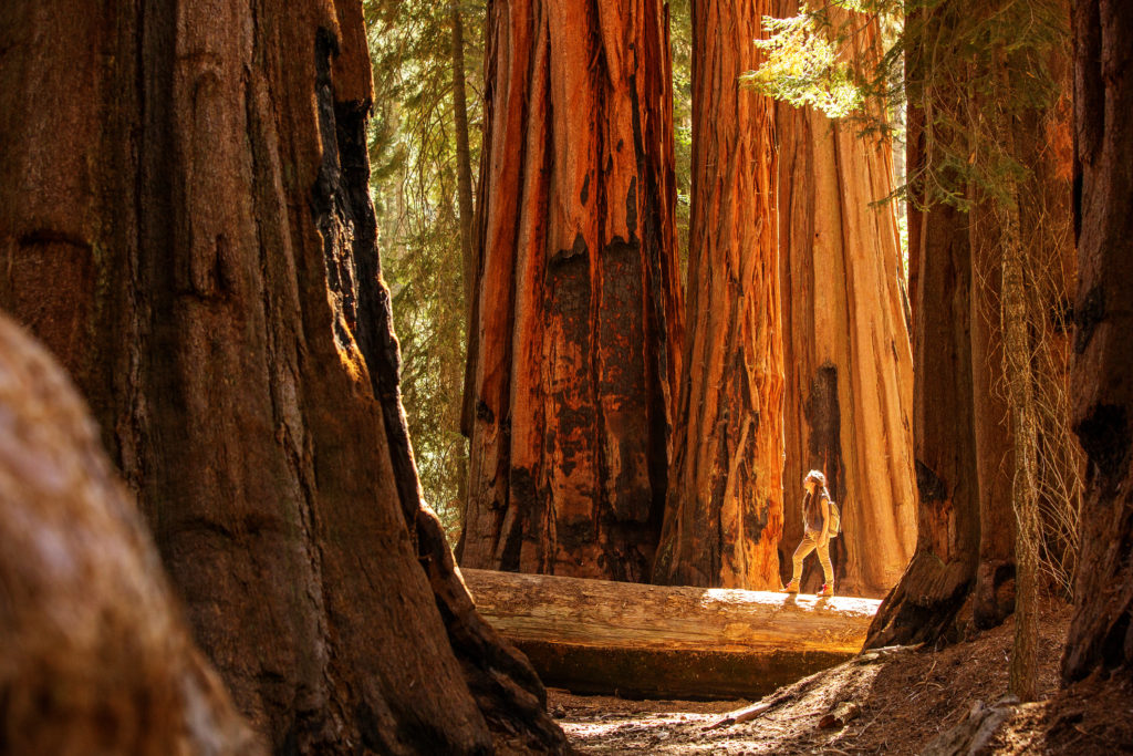 Randonneur au milieu d'une forêt de Séquoias géants