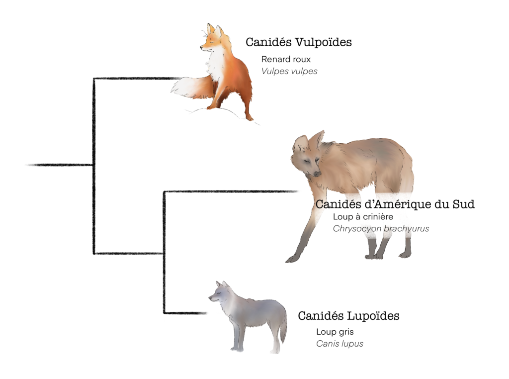 Phylogénie des principaux groupes de canidés, avec les canidés vulpoïdes (Renard roux, Otocyon), les canidés d'Amérique du Sud (Loup à crinière), et les canidés lupoïdes (Loup gris)