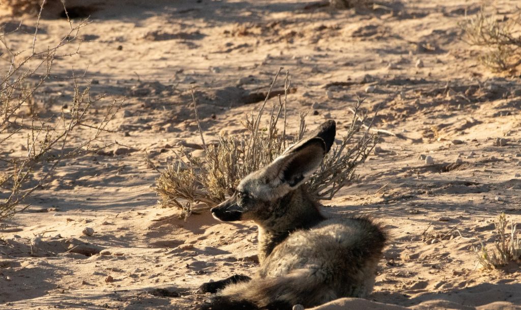 Otocyon couché dans le sable, les oreilles en arrière