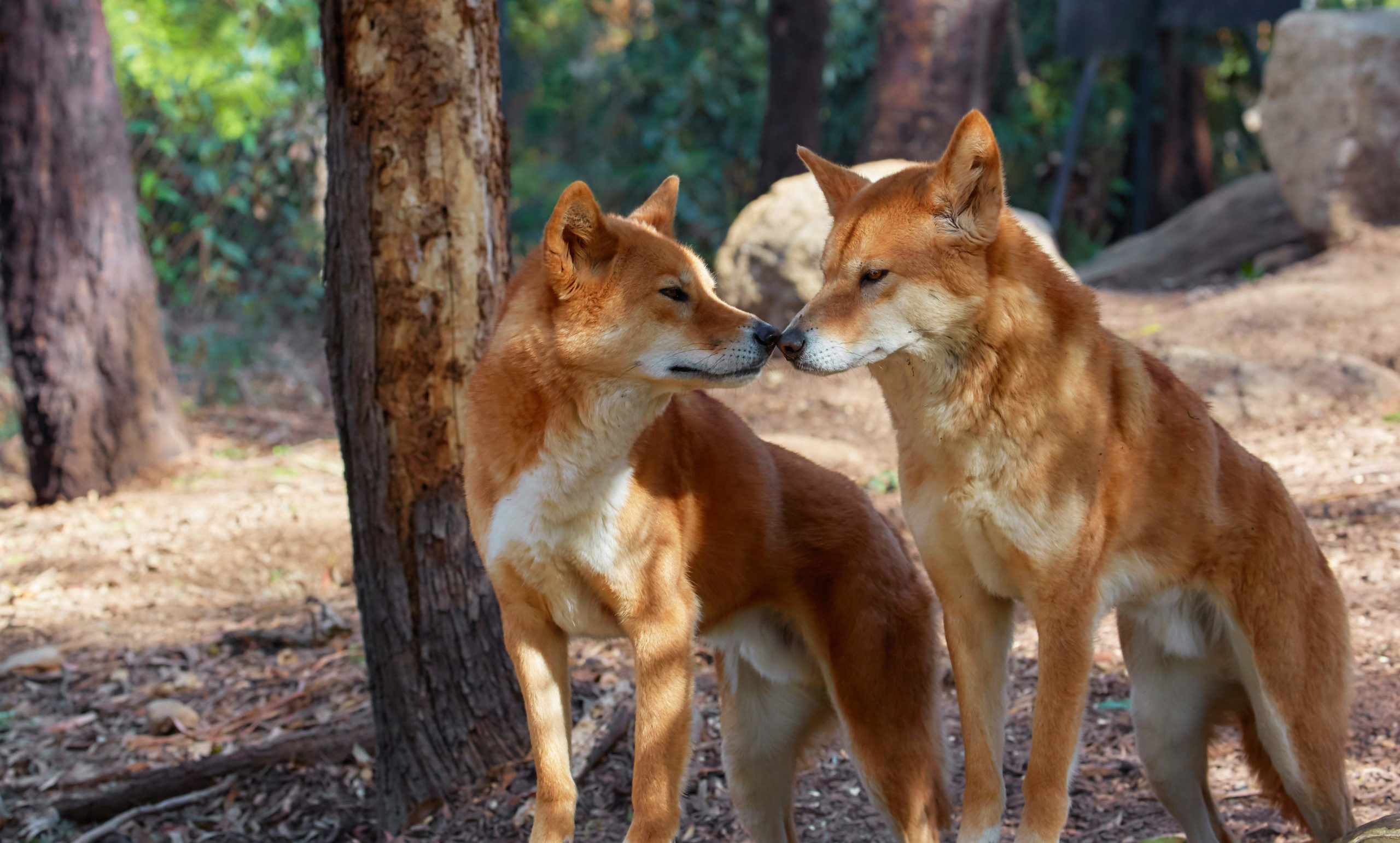 Canidés du Monde: Le Dingo, du toutou tribal au chasseur de Kangourous