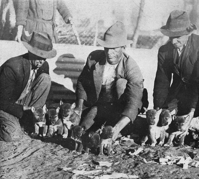 3 hommes accroupis montrent 9 chiots Dingos, photo en noir et blanc