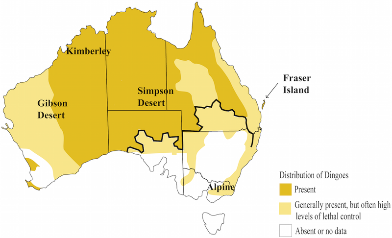 Tracé de la Dingo Fence en noir, au sud est de l'Australie, avec densité des populations de Dingos