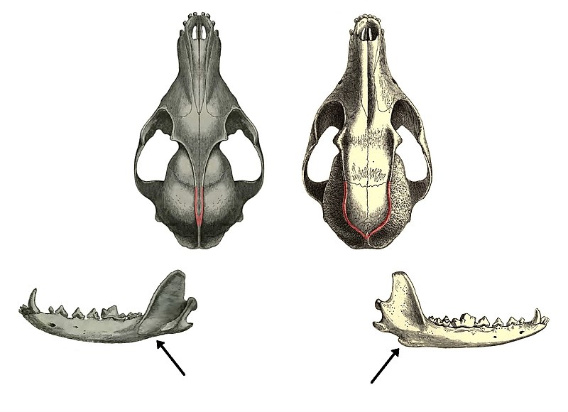 2 crânes vus du dessus et 2 mandibules vues de profil. Le crâne de Renard roux a une crête sagittale (excroissance en forme de ligne sur le dessus du crâne) droite, tandis que celle  du Renard gris est en U. La mandibule du Renard roux est plus arrondie que celle du Renard gris.