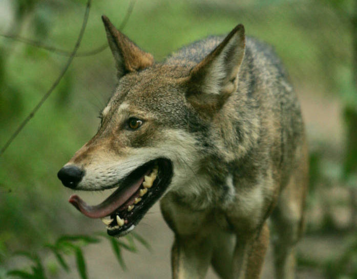 Canidés du Monde: Quel chaperon pour le Loup rouge?