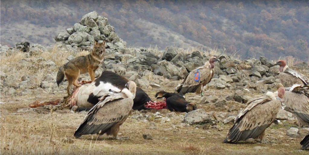 Un Chacal doré, entouré de vautours, est positionné sur une carcasse de vache