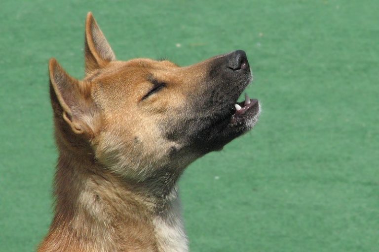 https://baleinesousgravillon.com/wp-content/uploads/2022/05/New_Guinea_Singing_Dog_is_singing-768x512.jpg