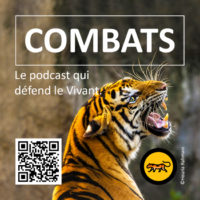 Sticker_Combats_4