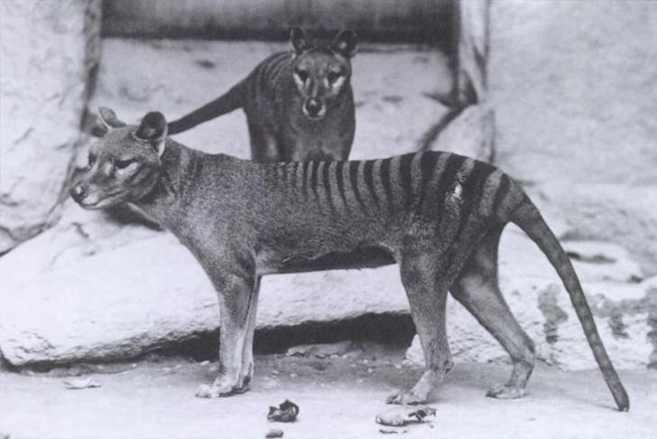 Couple de Thylacines, en noir et blanc
