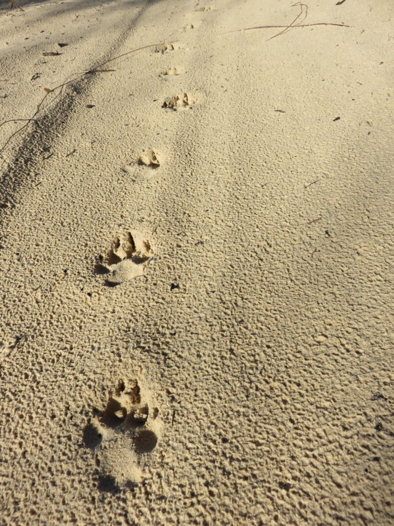 Piste de 8 empreintes de Dingo sur le sable