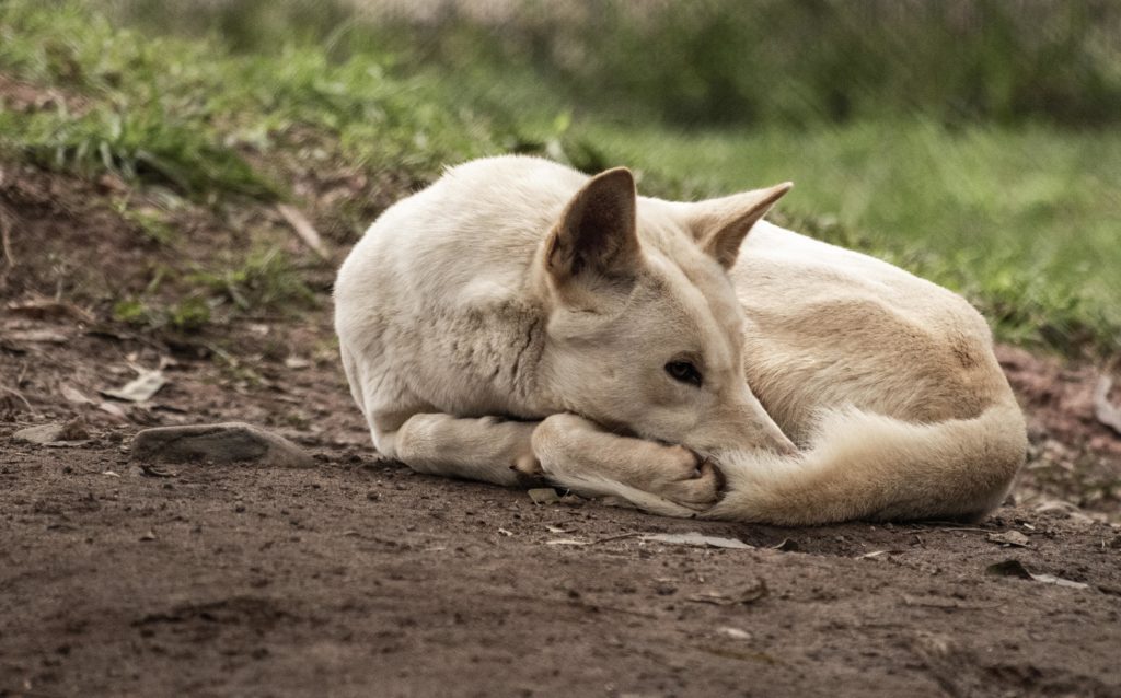 Un Dingo blanc couché en boule dans la terre