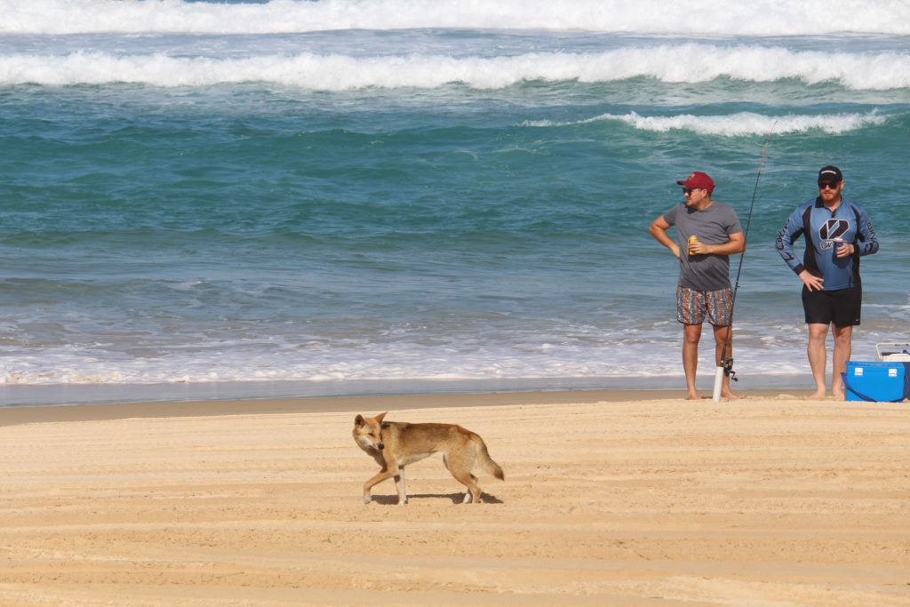Dingo trottant sur la plage, juste devant deux hommes debouts