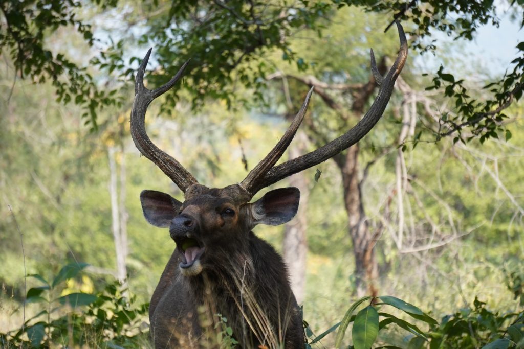Sambar (cerf foncé) mâle sous un arbre, bouche ouverte