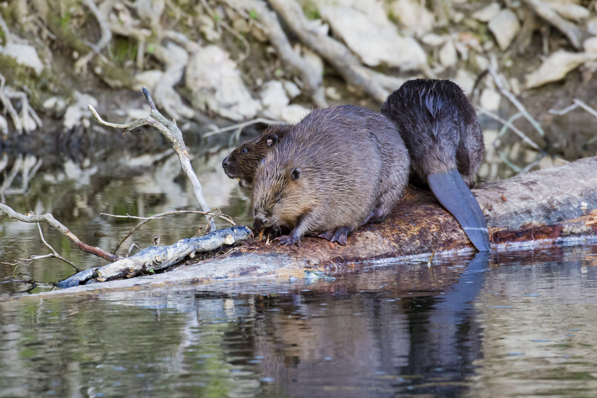Savezvous distinguer le Castor, du Ragondin et du Rat musqué