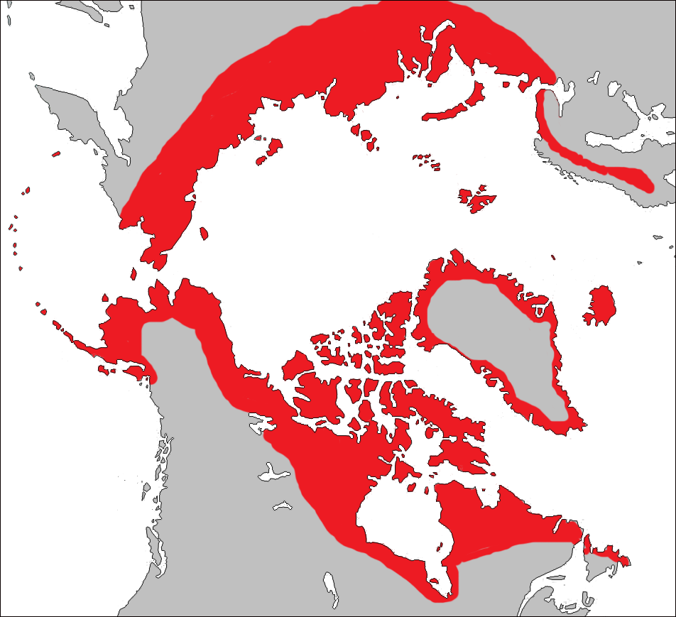 Carte vue du pôle Nord, avec en rouge l'aire de répartition du Renard polaire