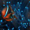 Poisson-clown nageant au milieu d'une anémone de mer