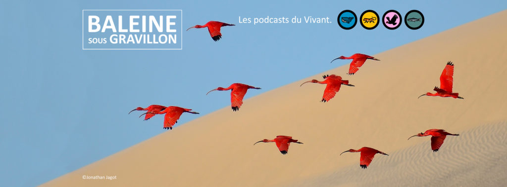 vol d'ibis rouges devant une dune