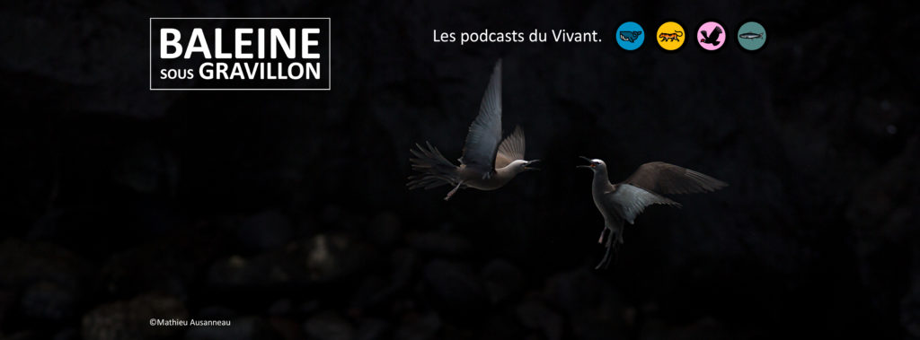 bannière baleine sous gravillon