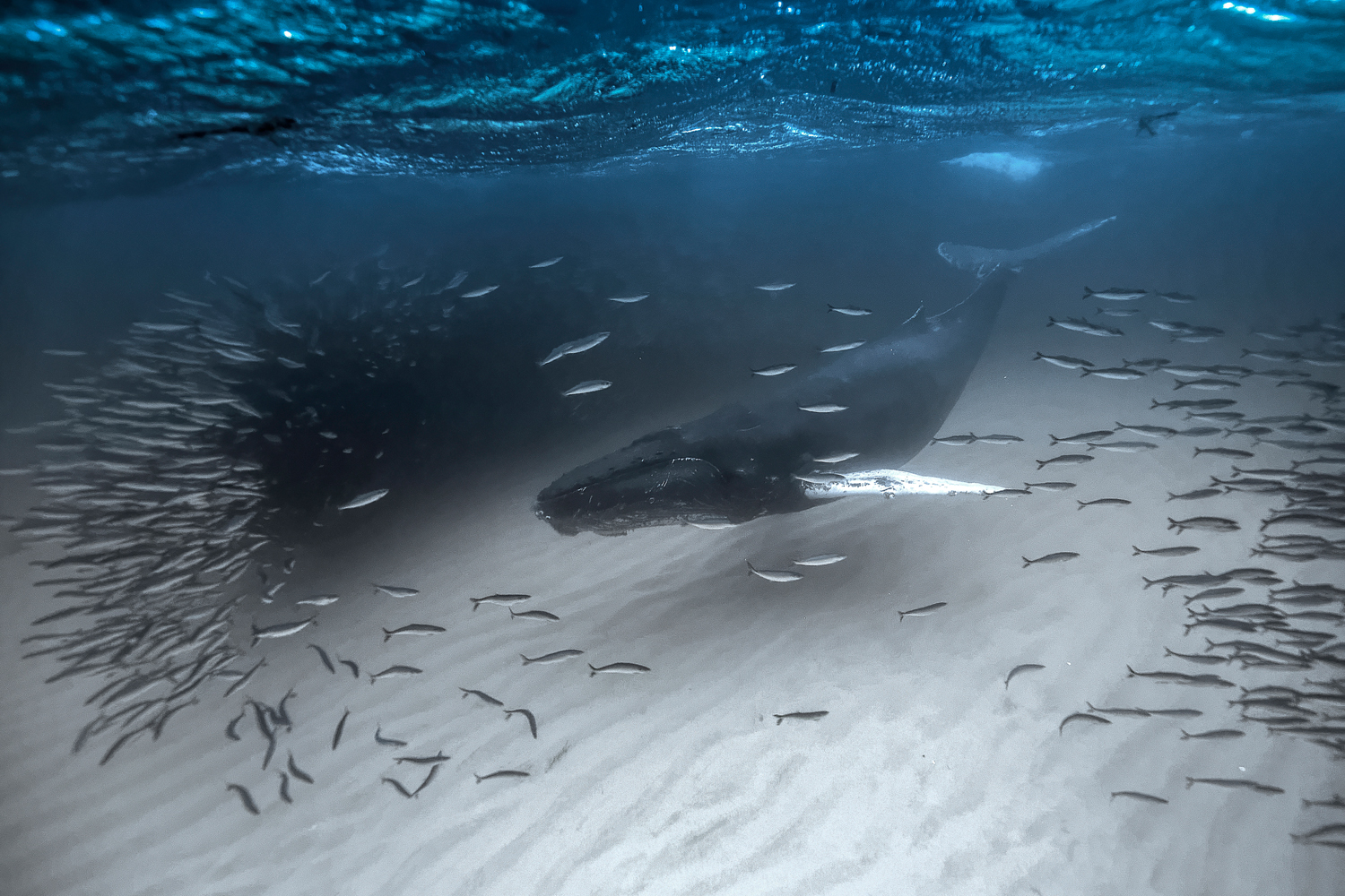 Les baleines, « vers de terre » des océans, et leur rôle … sur le climat