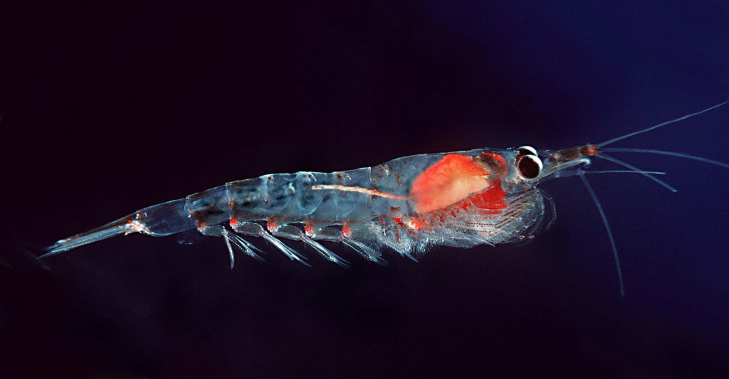 zooplancton krill atlantique dans l'eau