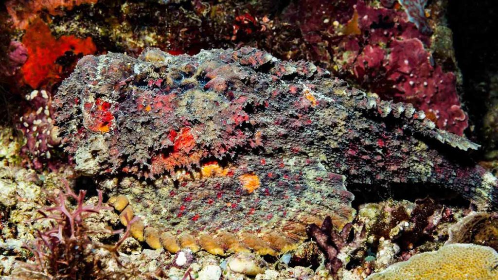 poisson pierre se fondant aux fonds marins