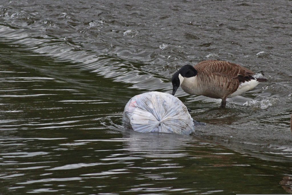 oiseau au bord de eau avec dechets plastiquess