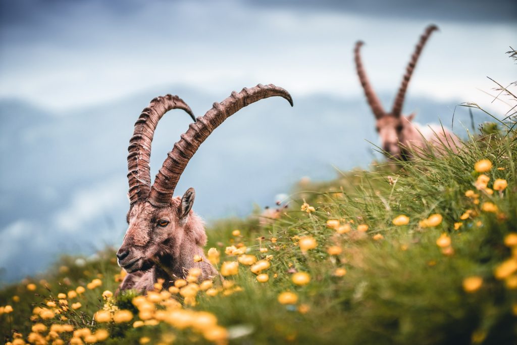 deux bouquetins des alpes dans herbe et fleurs