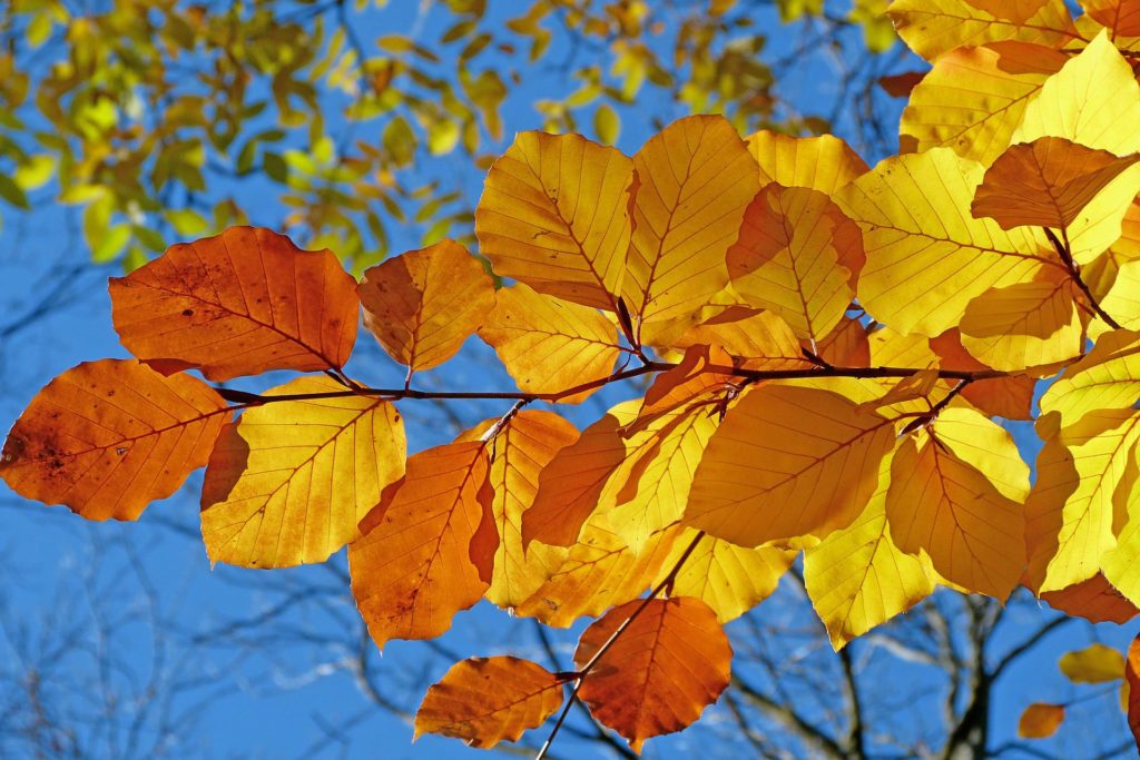 arbre hetre feuilles orange ciel bleu