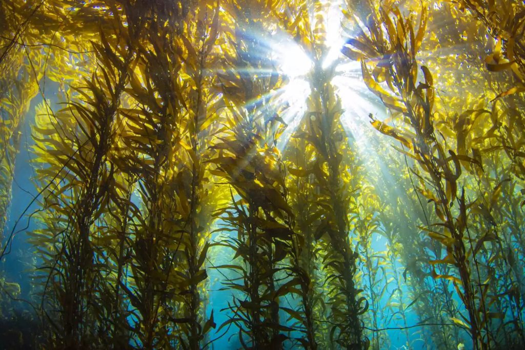 arbre vu du dessous foret de kelp