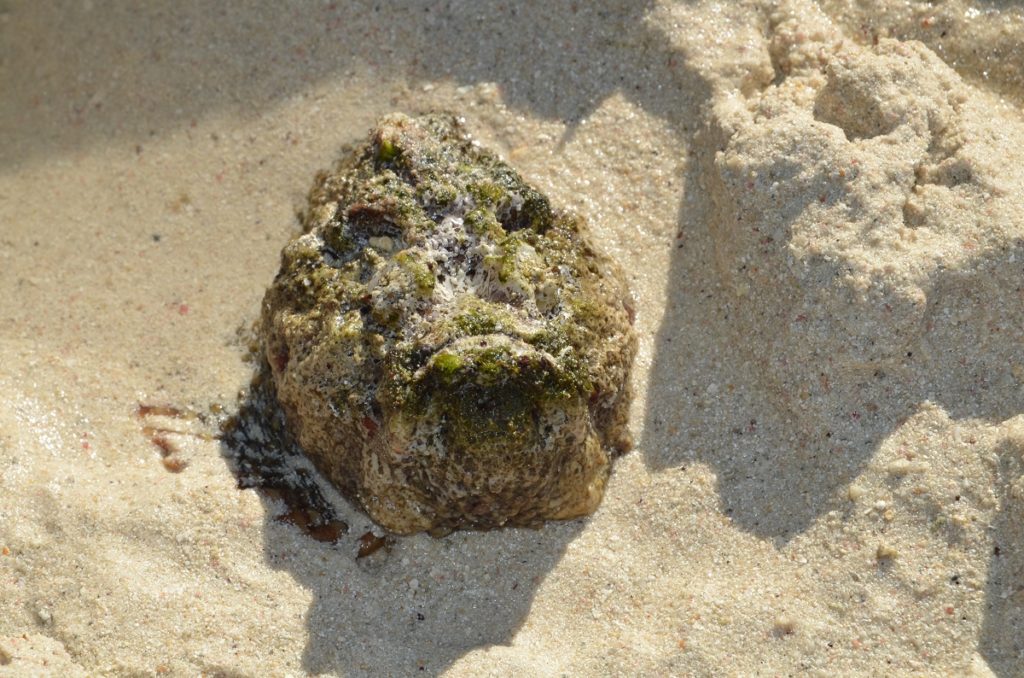 poisson pierre dans sable