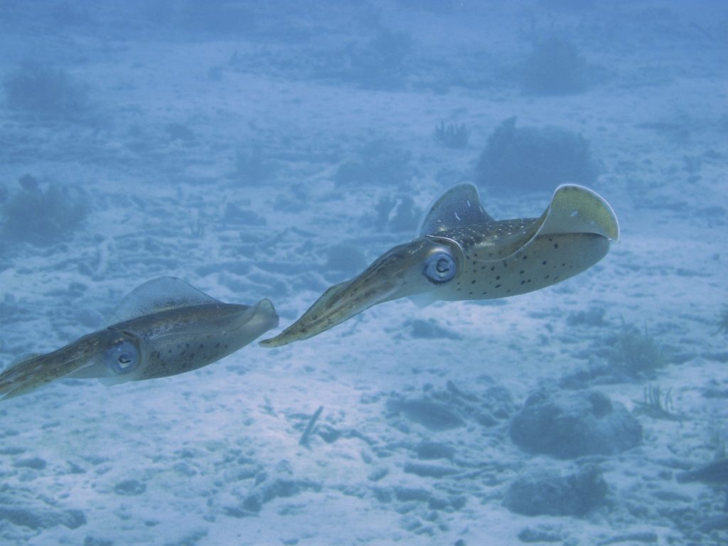 deux calmars sous eau